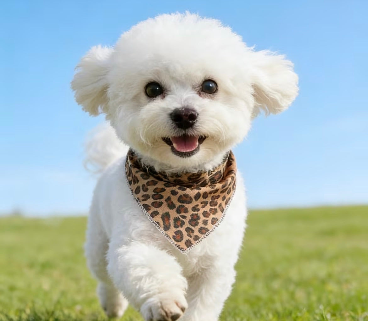 Pet bandana