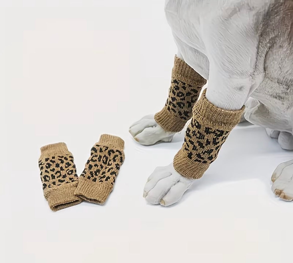 Dog wearing leopard print dog leg warmers on a white background